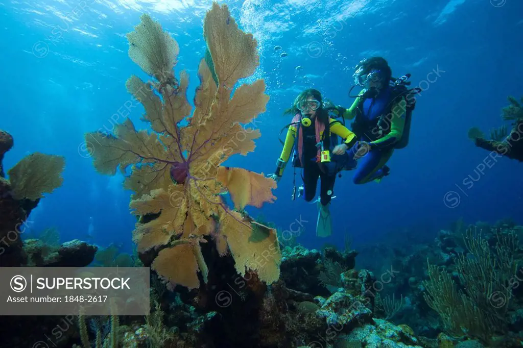 Tourists scuba diving in the Caribbean, Honduras, Central America