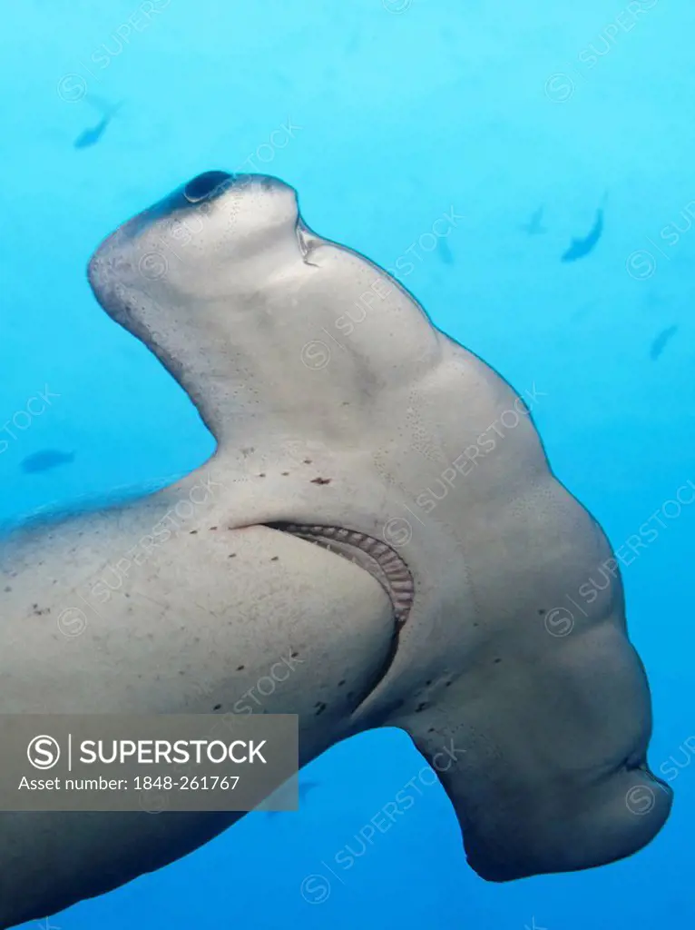 Scalloped Hammerhead Shark (Sphyrna lewini), head with mouth, teeth and eye, swimming in blue water, Cocos Island, Costa Rica, Middle America, Pacific...