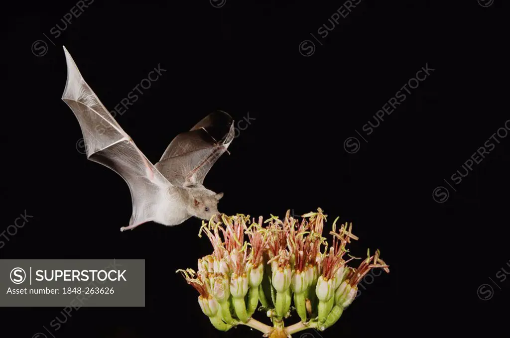 Mexican Long-tongued Bat (Choeronycteris mexicana), adult in flight at night feeding on and pollinating Agave blossom (Agave sp.), Sonoran Desert, Tuc...