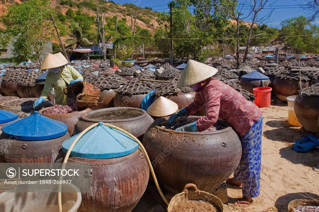 Three women making Nouc mam (fish sauce) in Mui Ne, Vietnam, Asia