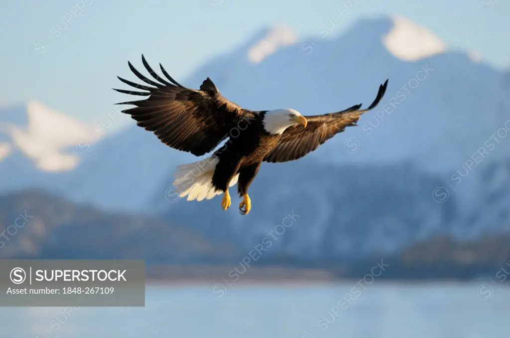 Bald Eagle (Haliaeetus leucocephalus) landing, mountain backdrop, Kachemak Bay State Park, Kenai Peninsula, Alaska, USA