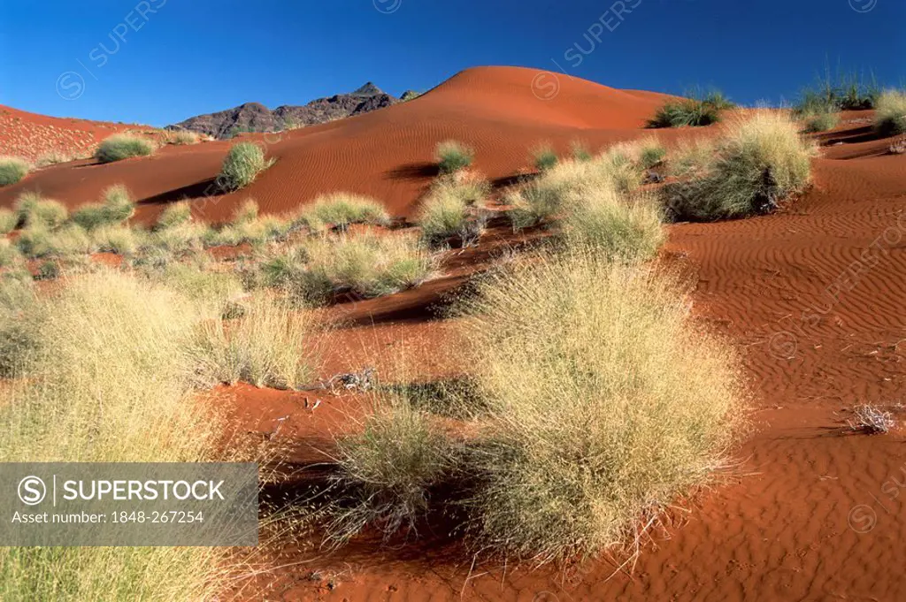 Dune landscape in the Namibian desert, Namib-Naukluft National Park, Namibia, Africa