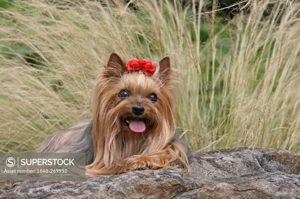 Yorkshire Terrier, 9 years old, lying on a stone in a park