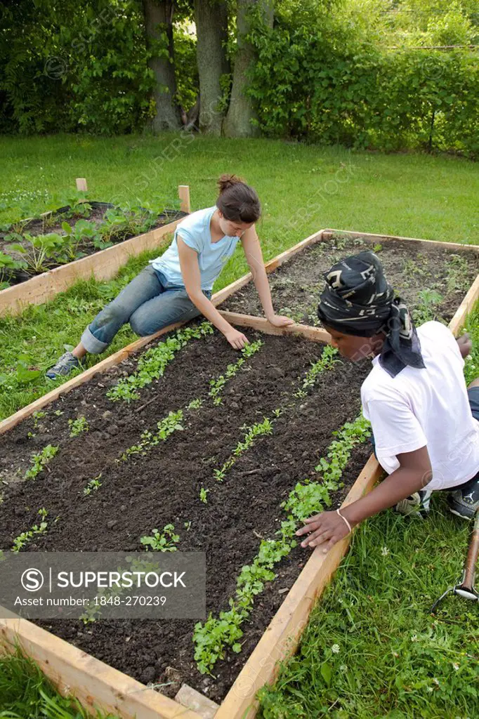 A girl weeds a garden, aided by a counselor, in a program called Growing Healthy Kids for children ages 5-11, as part of the Earthworks Urban Garden, ...