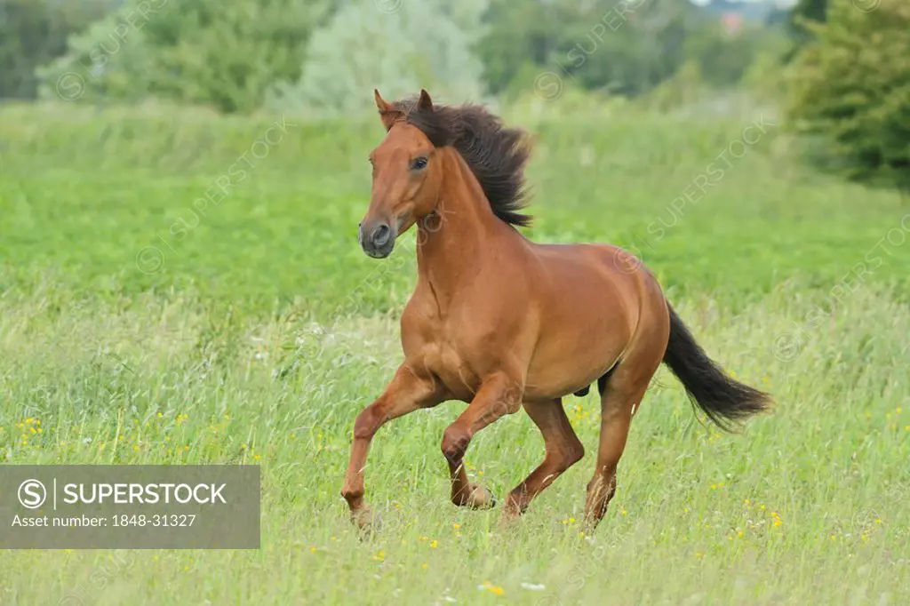 Paso Fino horse galloping in a meadow