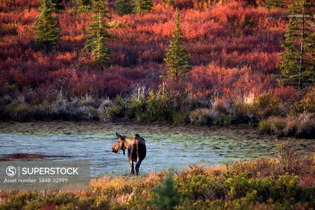 Moose (Alces alces) in Denali National Park and Preserve in autumn, Alaska, USA, North America
