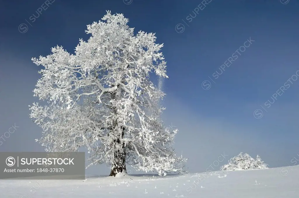 English Oak (Quercus robur) with hoarfrost