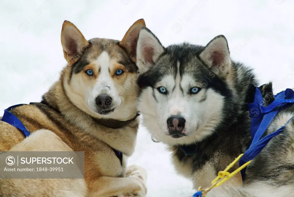 CAN, Canada, Quebec: sledge dogs