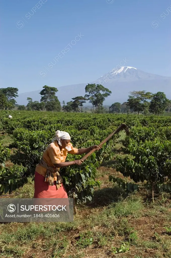 Woman weeding in a coffee plantation (Coffea arabica), Kilimanjaro, Tanzania, East Africa, Africa