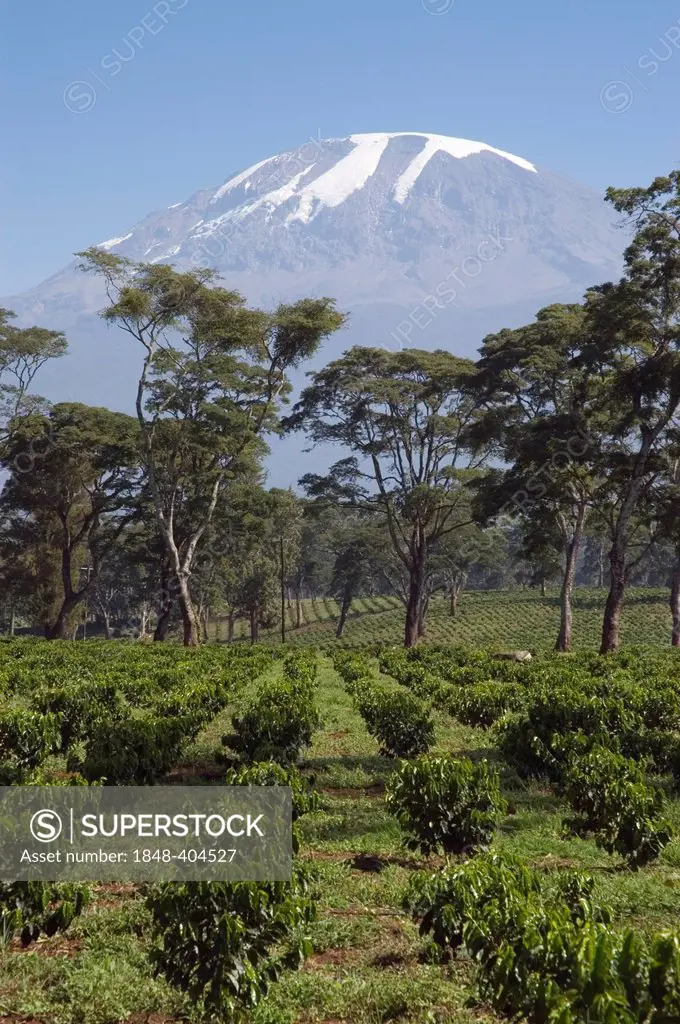 New plants in a coffee plantation (Coffea arabica), Mwika, Kilimanjaro, Tanzania, East Africa, Africa
