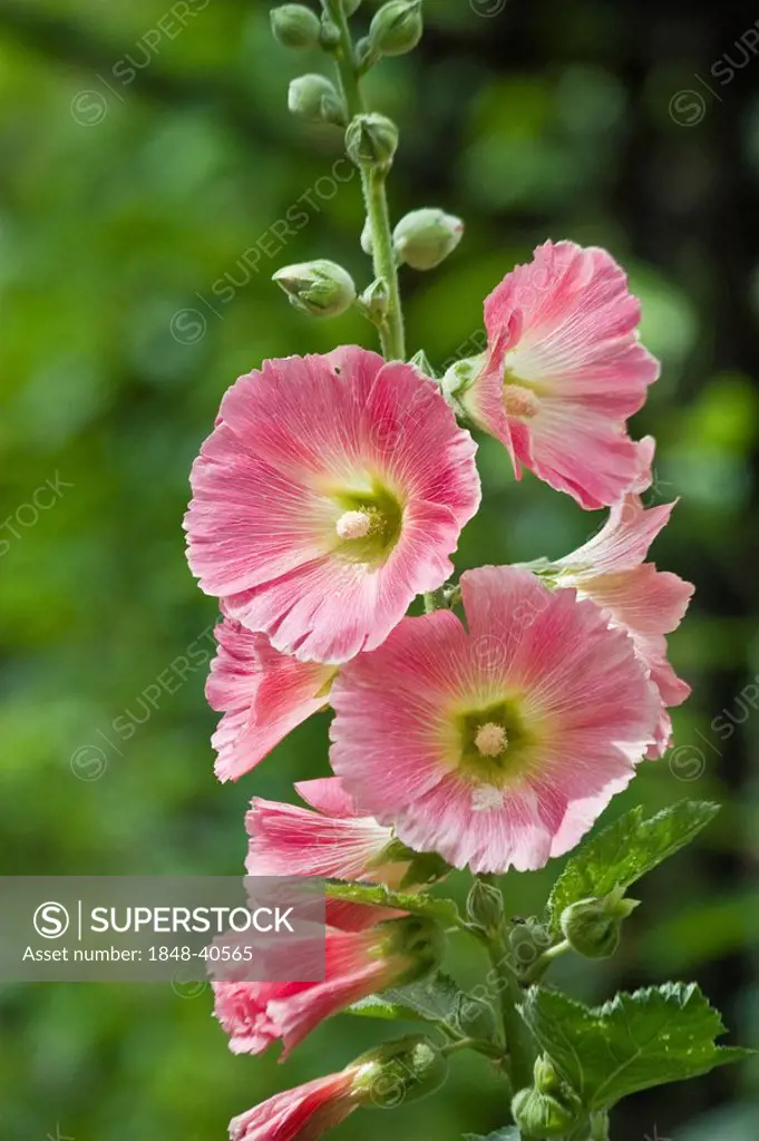 Pink Hollyhock flowers (Alcea)