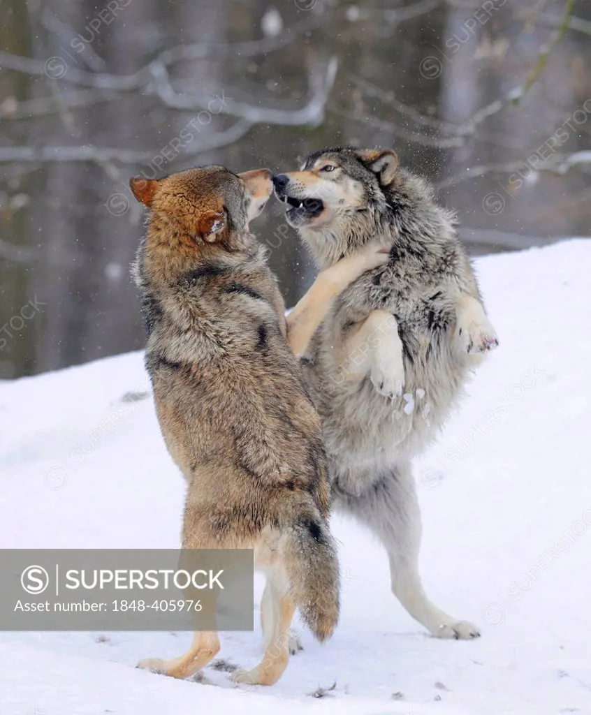 Two wolves fighting about hierarchy, Mackenzie Wolf, Alaskan Tundra Wolf or Canadian Timber Wolf (Canis lupus occidentalis) in the snow, aggressive