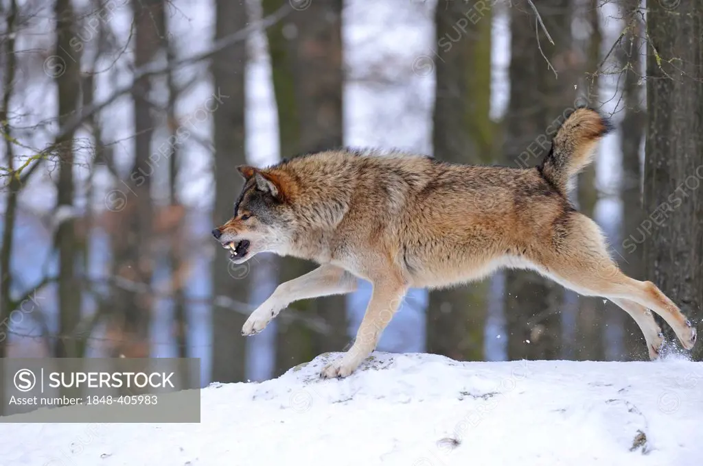 Mackenzie Wolf, Alaskan Tundra Wolf or Canadian Timber Wolf (Canis lupus occidentalis) in the snow, reprimand by the alpha of the pack, aggressive