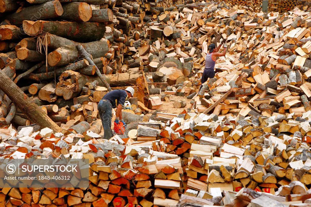 Firewood, Bio-Bio region, Chile, South America