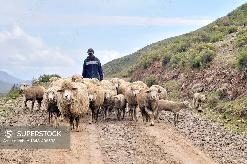 Sheep farming, shepherd with flock, Altiplano Bolivian highland, Oruro Department, Bolivia, South America