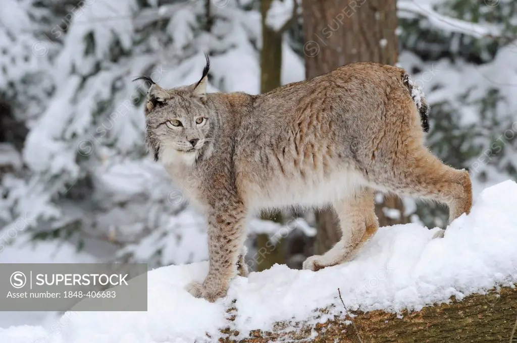 European lynx (Lynx lynx) in the snow