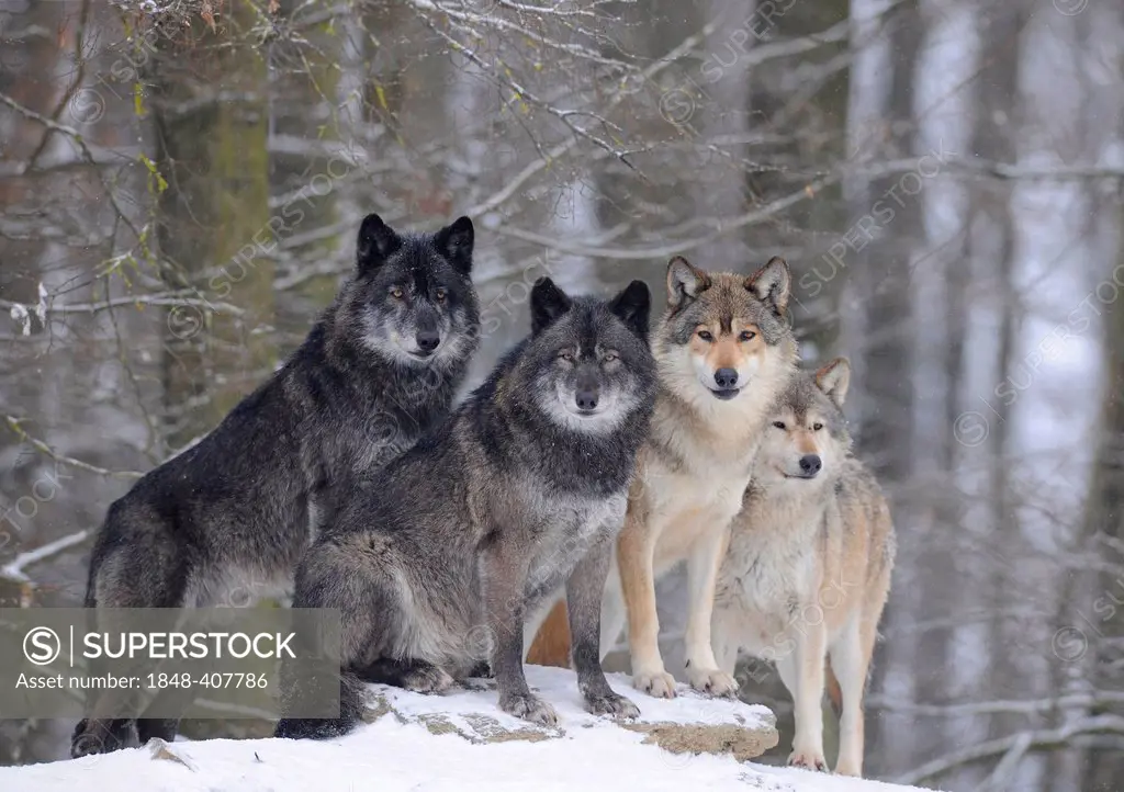 Mackenzie Wolf, Alaskan Tundra Wolf or Canadian Timber Wolf (Canis lupus occidentalis), wolves in the snow