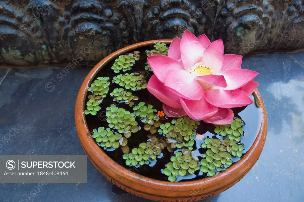 Lotus flower (Nelumbo nucifera), sacrificial offering, Bopha Angkor Hotel, Siem Reap, Cambodia, Indochina, Southeast Asia, Asia
