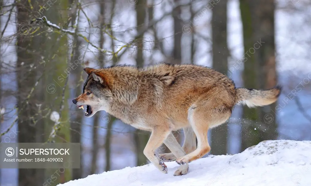 Mackenzie Wolf, Alaskan Tundra Wolf or Canadian Timber Wolf (Canis lupus occidentalis) in the snow, reprimand by the alpha of the pack, aggressive