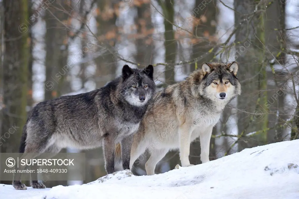 Mackenzie Wolf, Alaskan Tundra Wolf or Canadian Timber Wolf (Canis lupus occidentalis), two wolves in the snow