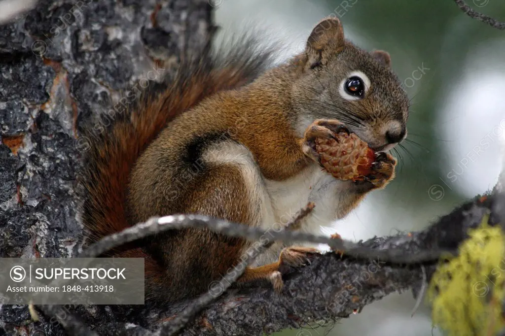 Squirrel (Sciurus), Banff National Park, Canada