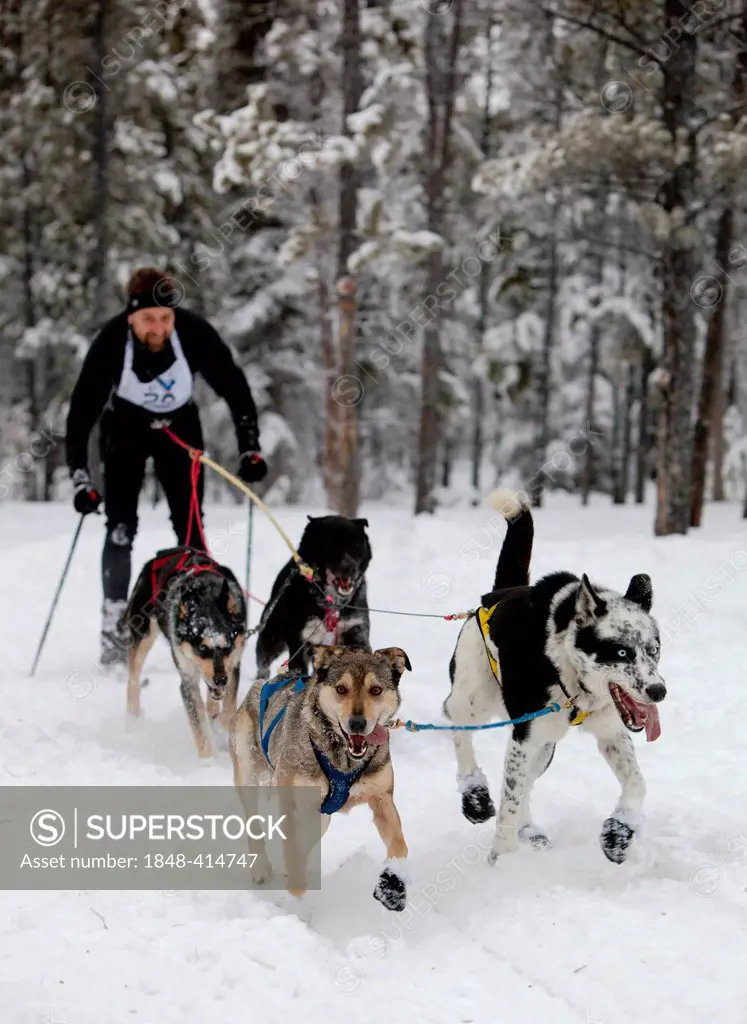 Man skijoring, sled dogs pulling cross country skier, dog sport, Alaskan Huskies, Carbon Hill dog sled race, Mt. Lorne, near Whitehorse, Yukon Territo...