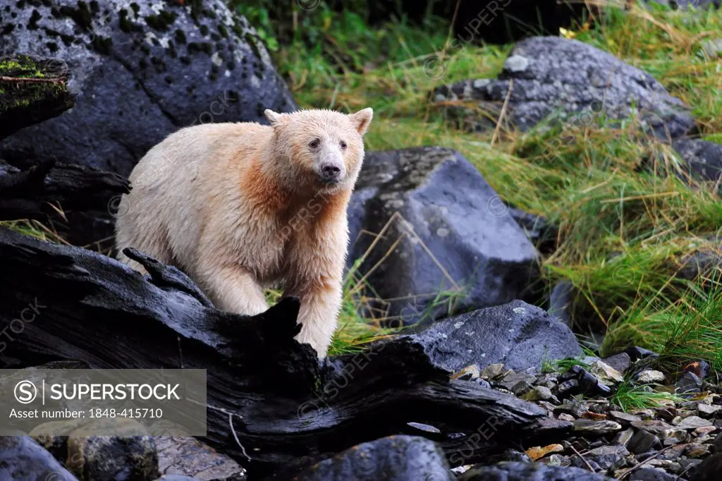 American black bear (Ursus americanus) with white fur, known as Spirit Bear, Pacific rainforest, Canada