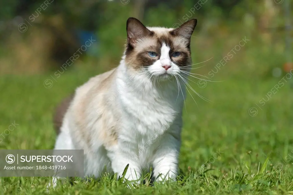 Ragdoll cat standing on a meadow