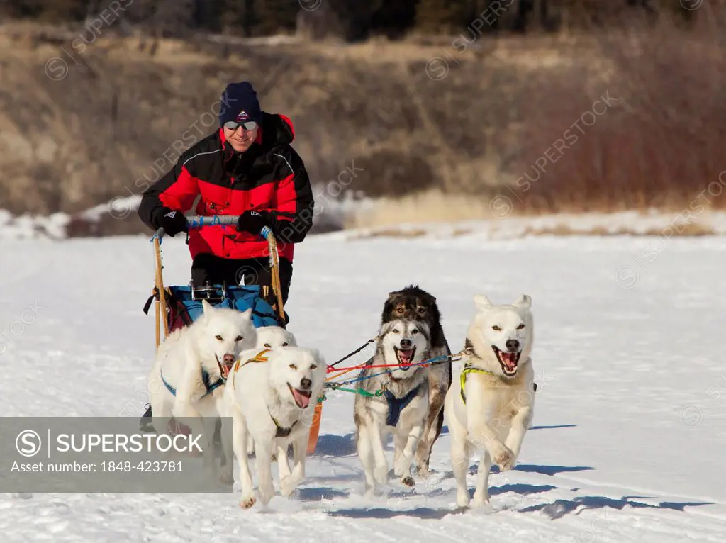 Man, musher running, driving a dog sled, team of sled dogs, two white leaders, lead dogs, Alaskan Huskies, frozen Takhini River, Yukon Territory, Cana...