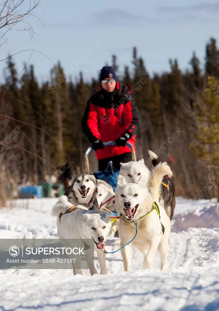 Man, musher running, driving a dog sled, team of sled dogs, two white leaders, lead dogs, Alaskan Huskies, Yukon Territory, Canada
