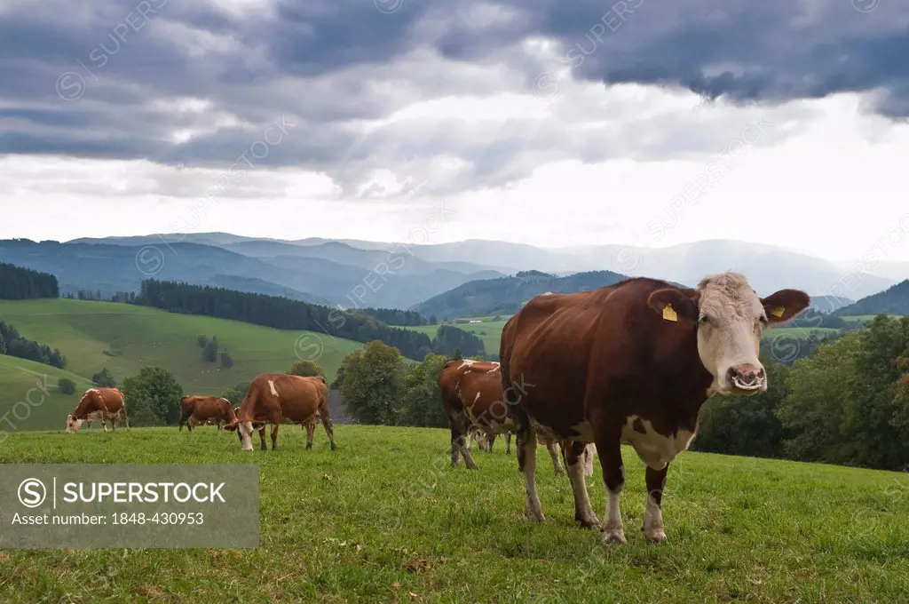 Dairy cows, Black Forest, Baden-Wuerttemberg, Germany, Europe