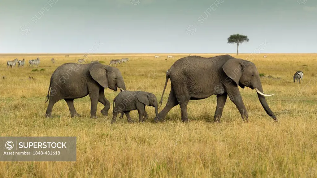 African Bush Elephant (Loxodonta africana), group with newborn calf wandering landscape with stormy sky, Masai Mara National Reserve, Kenya, East Afri...