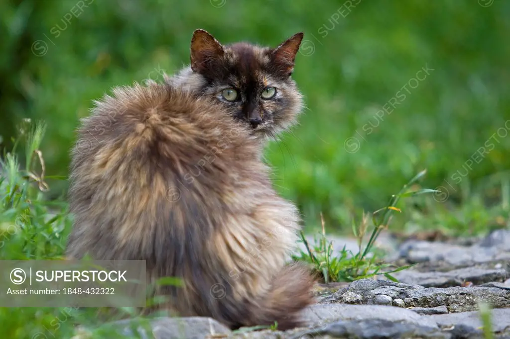 Domestic cat, Pyrenees mountains, Spain, Europe