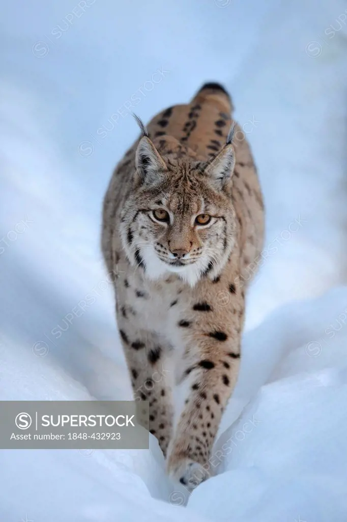 Eurasian Lynx (Lynx lynx), running through deep snow, compound, Bavarian Forest National Forest, Bavaria, Germany, Europe