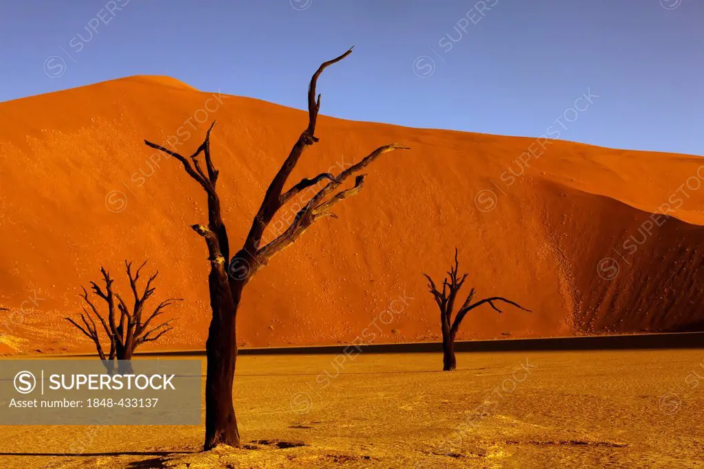 Dead trees, Deadvlei, Sossusvlei, Namibia, Africa