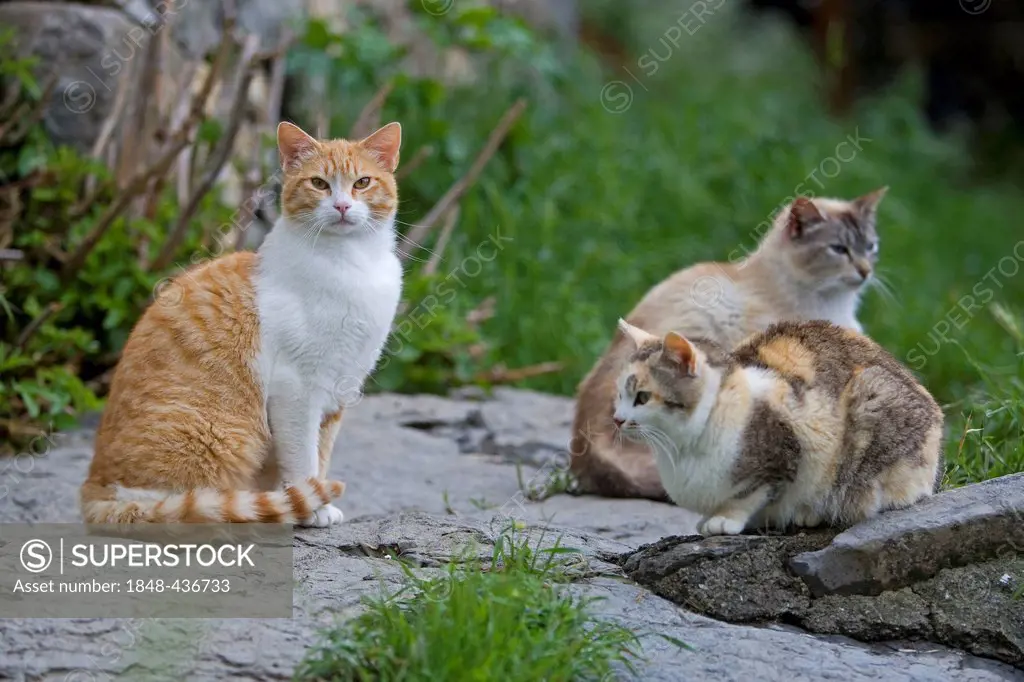 Domestic cats, Pyrenees mountains, Spain, Europe