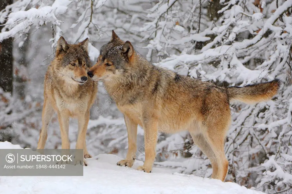 Canadian Wolves (Canis lupus occidentalis)