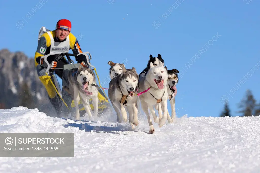 Dog-sled team, Unterjoch, Bavaria, Germany, Europe