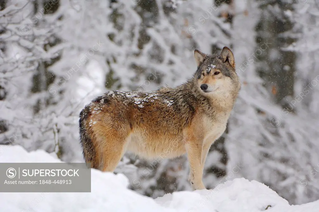 Canadian Wolf (Canis lupus occidentalis)