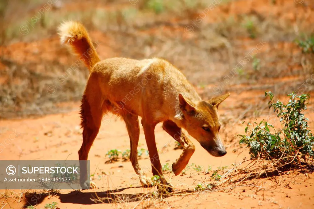 Wild Dingo (Canis lupus dingo) in the Australian Outback, Northern Territory, Australia