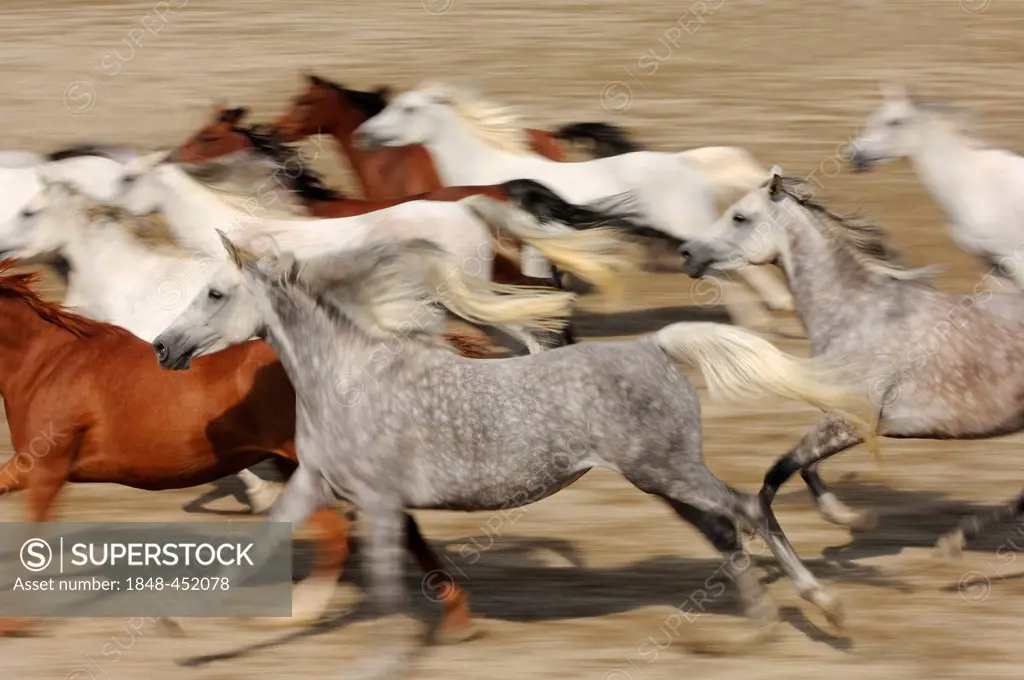 Arabian horses, mare herd, Marbach Hengstparade, stallion parade, Swabian Alb, Baden-Wuerttemberg, Germany, Europe