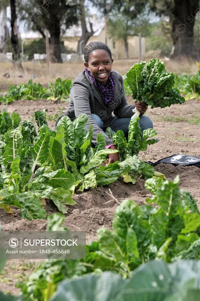 Student in a school of agriculture harvesting kale, Alice Campus, Eastern Cape, South Africa, Africa