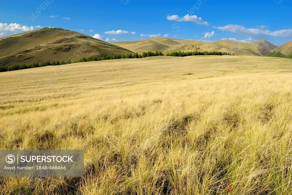 Grassland of the Chuya Steppe and Saljugem, Sailughem, Saylyugem Mountains, Altai Republic, Siberia, Russia, Asia