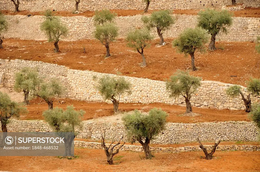Olive trees at the foot of the Mount of Olives in the Kidron Valley, Jerusalem, Israel, Middle East, Orient
