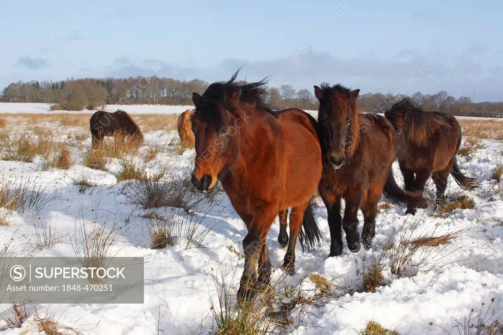 Icelandic Horses, Icelandic Ponies (Equus przewalskii f. caballus) in winter in snow