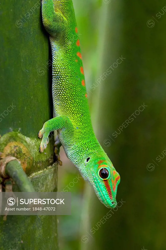 Madagascar giant day gecko (Phelsuma madagascariensis), Masoala Rainforest, Zoo Zurich, Switzerland, Europe
