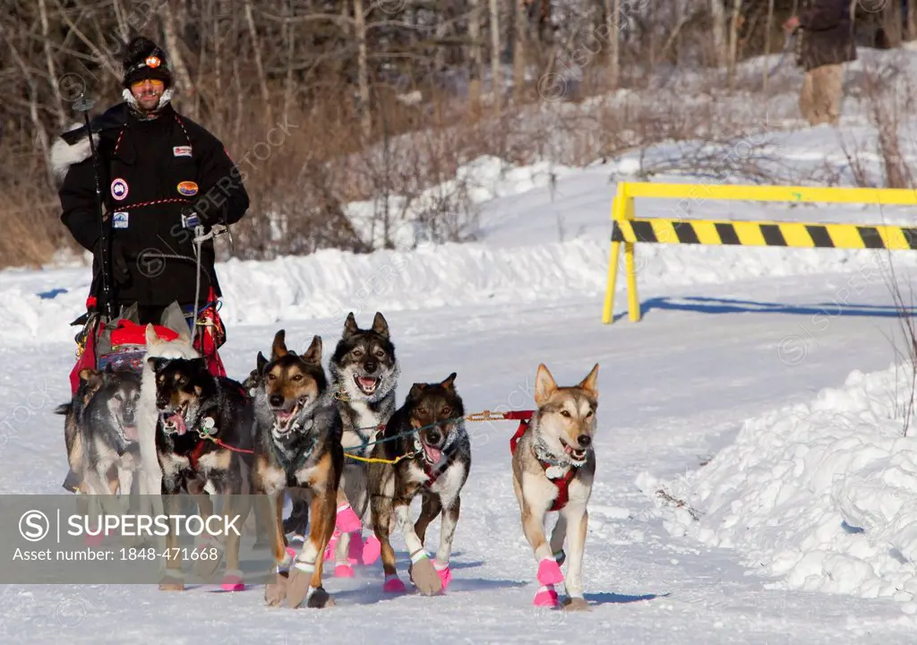 4 time Yukon Quest and Iditarod champion Lance Mackey and his dog team coming into Pelly Crossing checkpoint, Yukon Quest 1, 000-mile International Sl...
