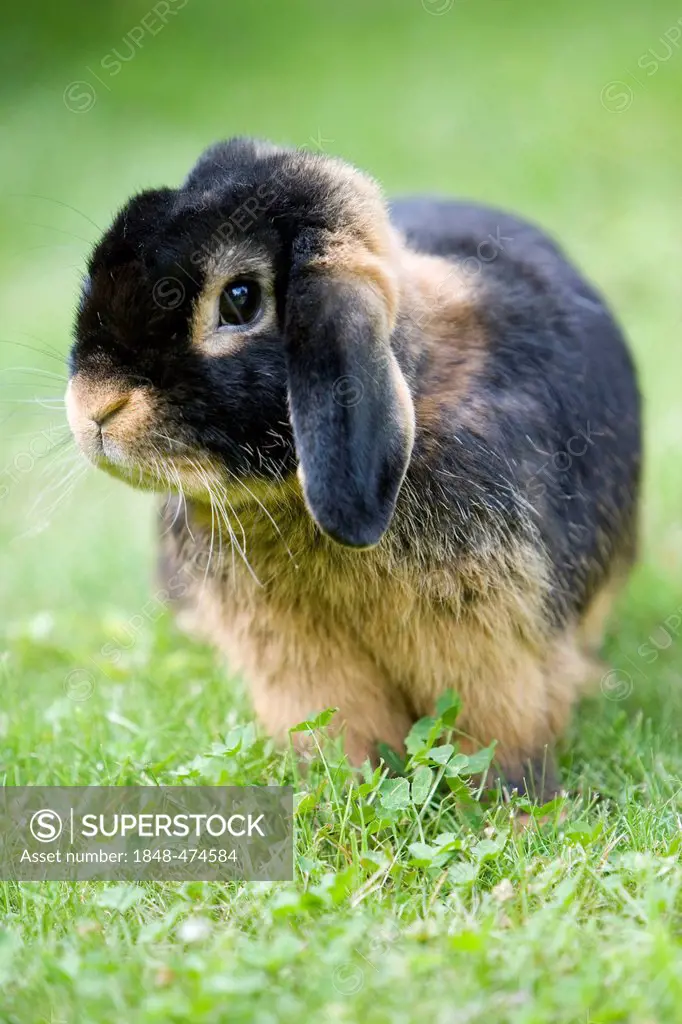 Netherland Dwarf, rabbit breed, black tan
