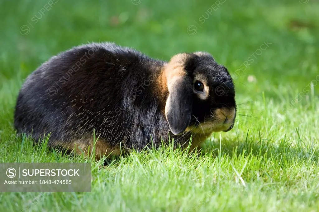 Netherland Dwarf, rabbit breed, black tan
