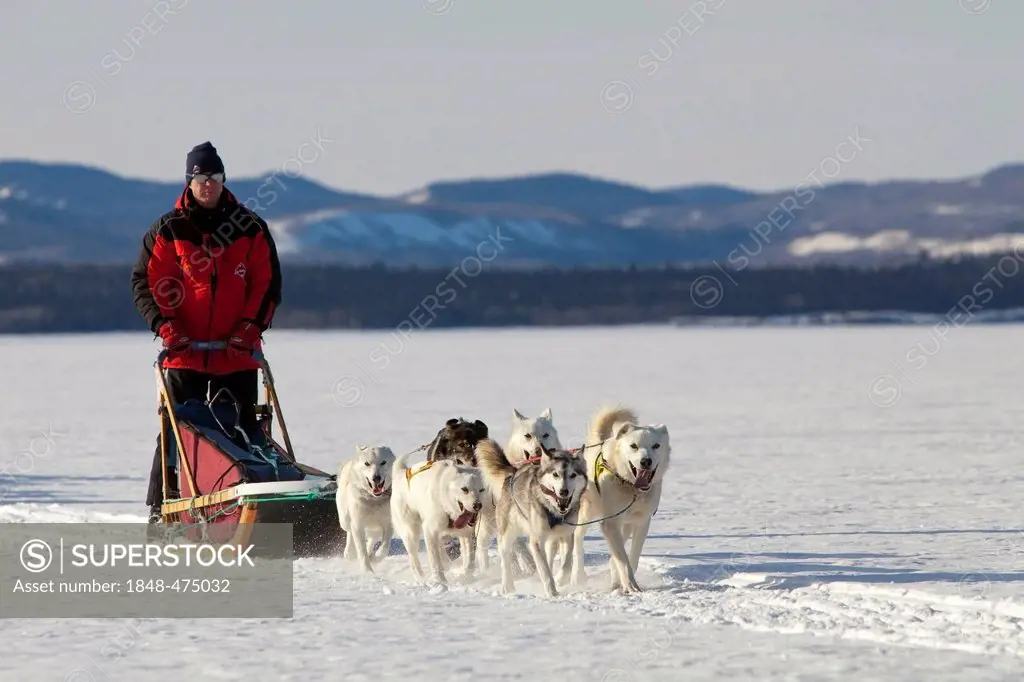 Man, musher running, driving a dog sled, team of sled dogs, Alaskan Huskies, frozen Lake Laberge, Yukon Territory, Canada